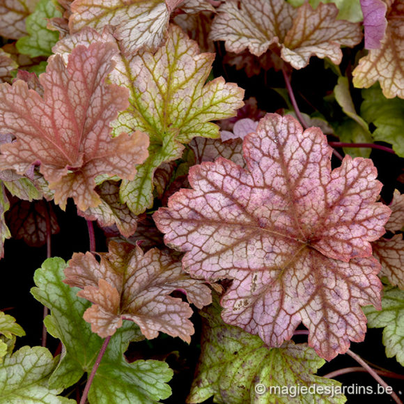 Quelques conseils pour votre jardin en octobre