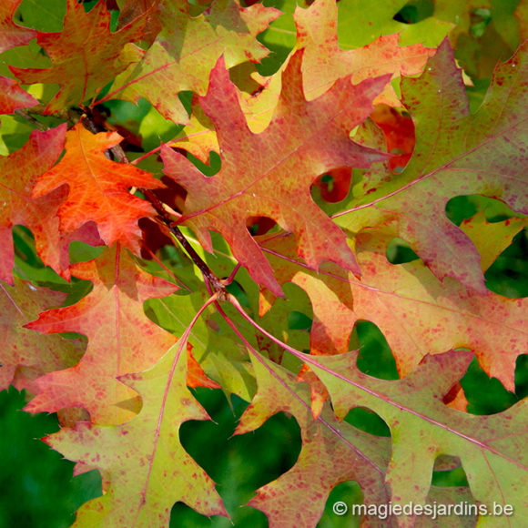 Quelques conseils pour votre jardin en Novembre