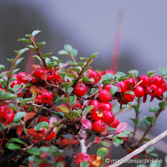 Baies et fruits de l’automne