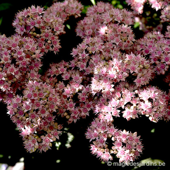 Eternels sedums