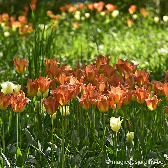 10 bulbes de Tulipes rouges à planter cet automne pour le printemps – Bleen