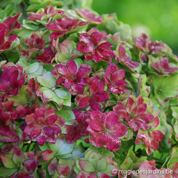 Quelques conseils pour votre jardin en septembre