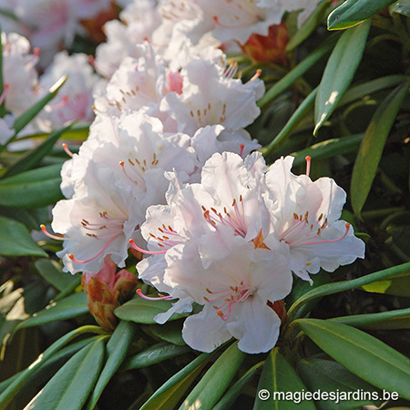 planter et entretenir un rhododendron