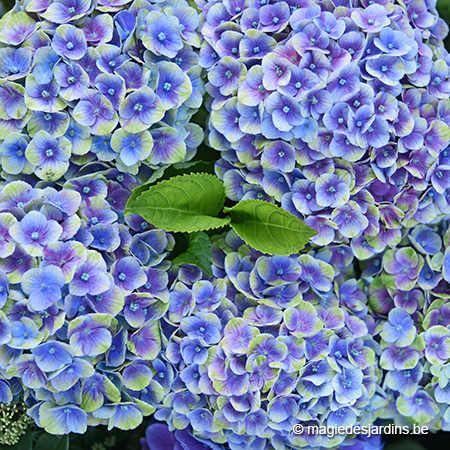 Les hortensias à la folie