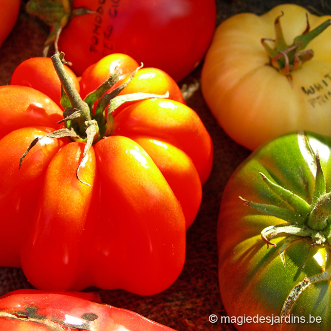 Brussels Tomato Festival à la Ferme Nos Pilifs (Neder-Over-Hembeek) |  Agenda | Magie des Jardins